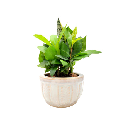 6-Inch Ceramic Dish Garden - Live Indoor Plant Arrangement, Foliage Houseplant Combination in Decorative Planter
