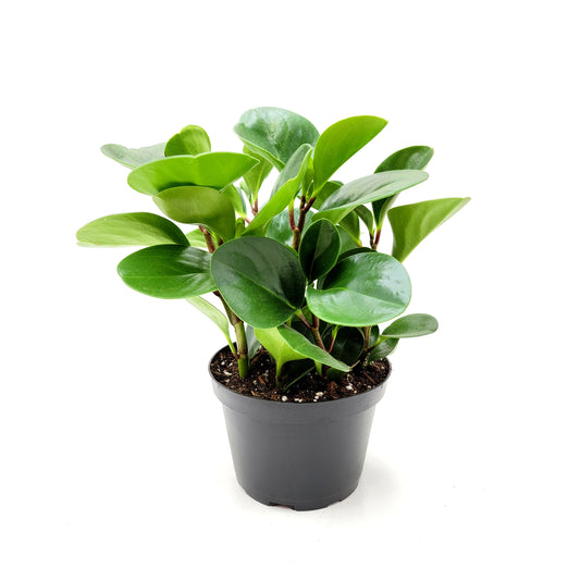 Peperomia Green, Peperomia obtusifolia, Baby Rubberplant, Pepper Face - House Plants, Tropical Plants, Foliage plants - 6" Pot