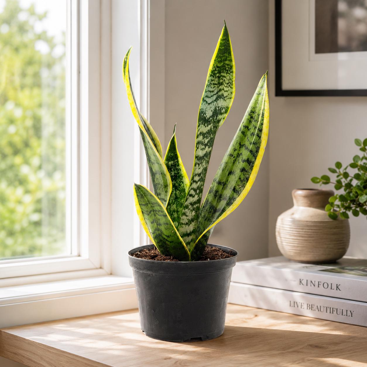 Sansevieria Laurentii Golden Edge Snake Plant in 6-Inch Nursery Pot – Easy Low Light Indoor Plant
