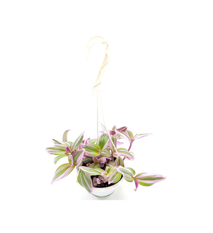 Fantasy Venice Wandering Jew/Tradescantia Nanouk/Tradescantia albiflora Nanouk – House Plants/Hanging Basket/Gift – 6" Hanging Basket