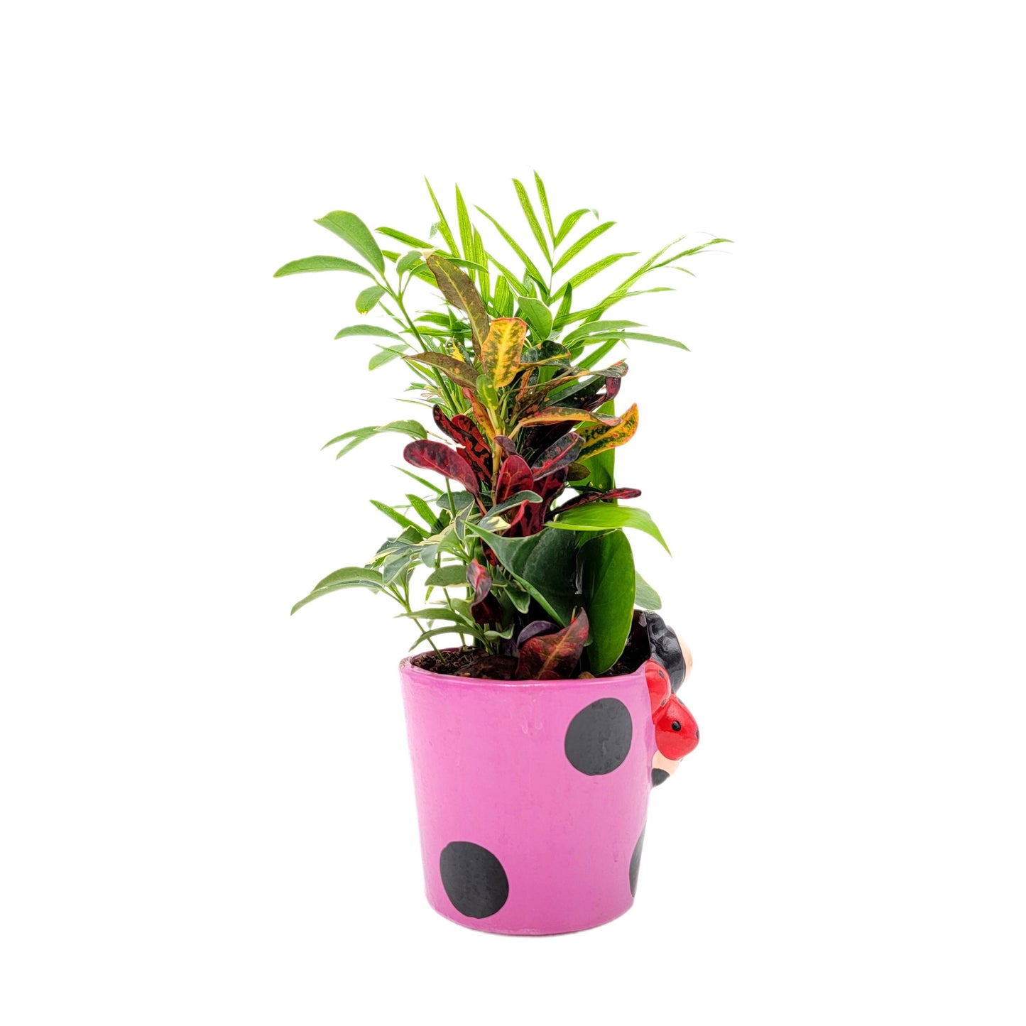 Dish Garden Mixed Plants in 6-Inch Ladybug Ceramic Planter - Cute Plant Gift, Live Indoor Houseplants, Novelty Planter, Air Purifying Plants