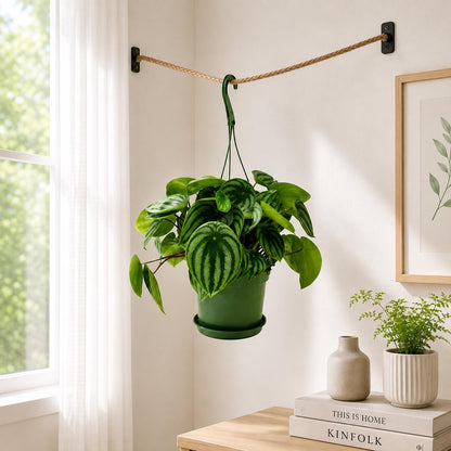 Watermelon Peperomia, Peperomia argyreia, Peperomia Watermelon, Watermelon Plants – Houseplants, Foliage Plants, Ground Covers, 6" Pot