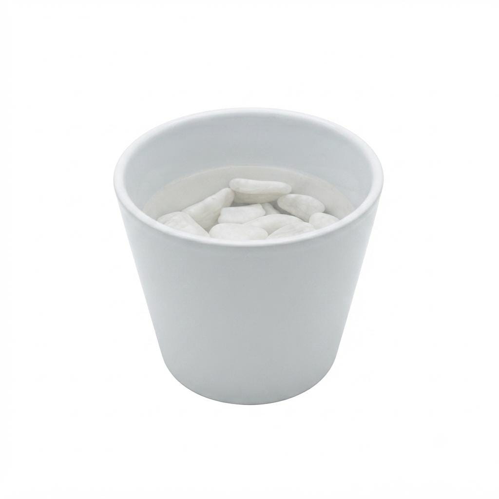 Hydroponic Dracaena Sanderiana Live Plant in 4.25" White Ceramic Pot | Lucky Bamboo Relative | Easy Care Indoor Air Purifying Houseplant