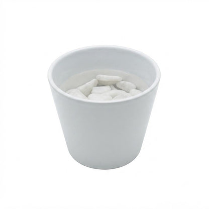Hydroponic Dracaena Sanderiana Live Plant in 4.25" White Ceramic Pot | Lucky Bamboo Relative | Easy Care Indoor Air Purifying Houseplant