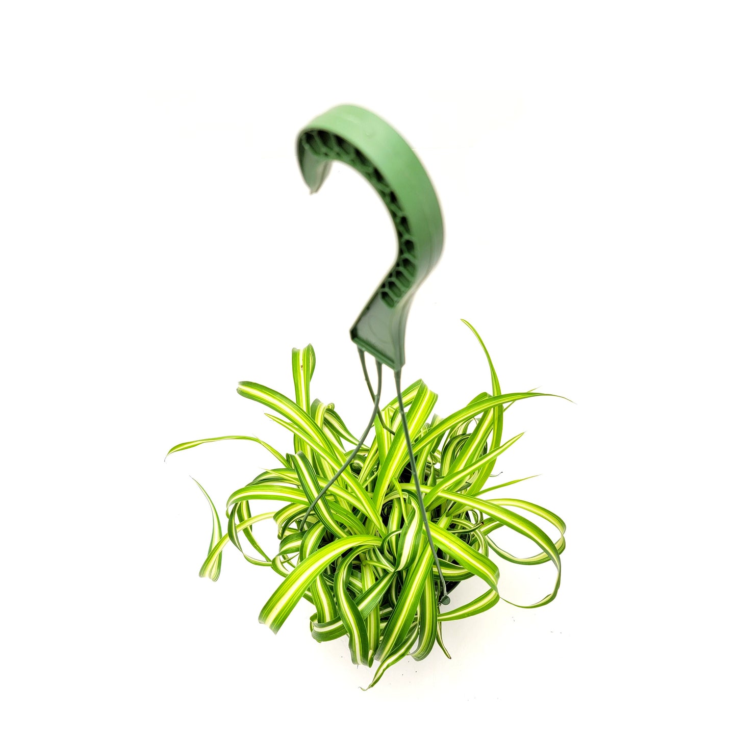 Bonnie Curly Spider Plant, Chlorophytum comosum, Airplane Plant - Houseplants, Foliage Plants, Airpurifiers, Home Decor - 6"-Hanging Basket
