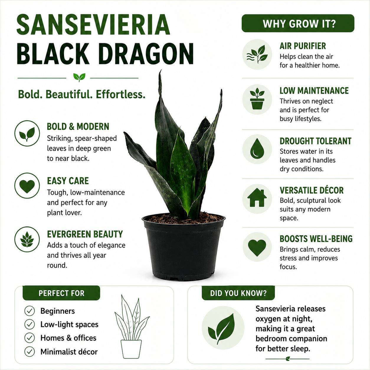 Sansevieria Black Dragon Snake Plant in 6-Inch Nursery Pot – Easy Low Light Indoor Houseplant