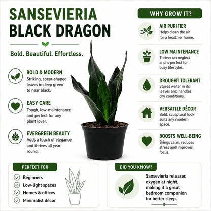 Sansevieria Black Dragon Snake Plant in 6-Inch Nursery Pot – Easy Low Light Indoor Houseplant