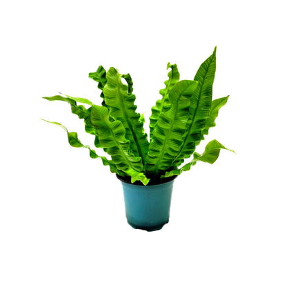Crispy Wave Fern, Asplenium Nidus, Birds Nest Fern – Houseplants, Gift Plants, Bathroom Plants, Air Purifier – 4” Pot +Free Heatpack