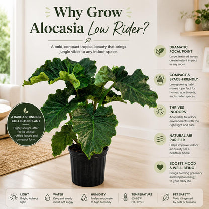 10” Alocasia Low Rider Elephant Ear Plant – Rare Tropical Indoor Plant with Ruffled Green Leaves