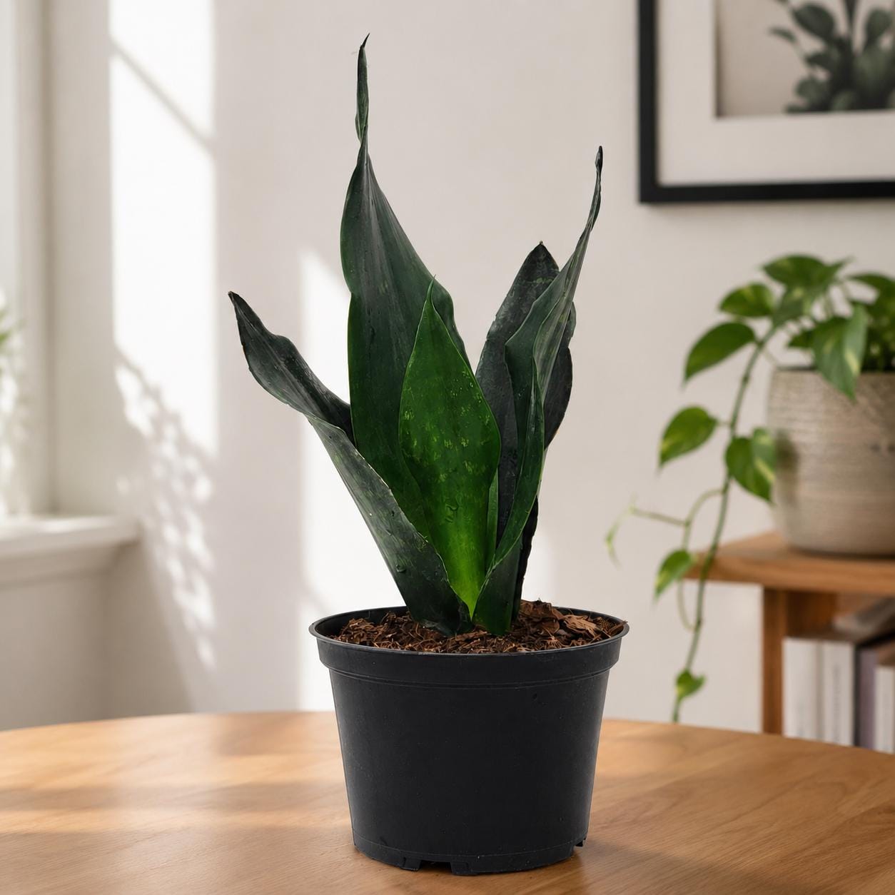 Sansevieria Black Dragon Snake Plant in 6-Inch Nursery Pot – Easy Low Light Indoor Houseplant