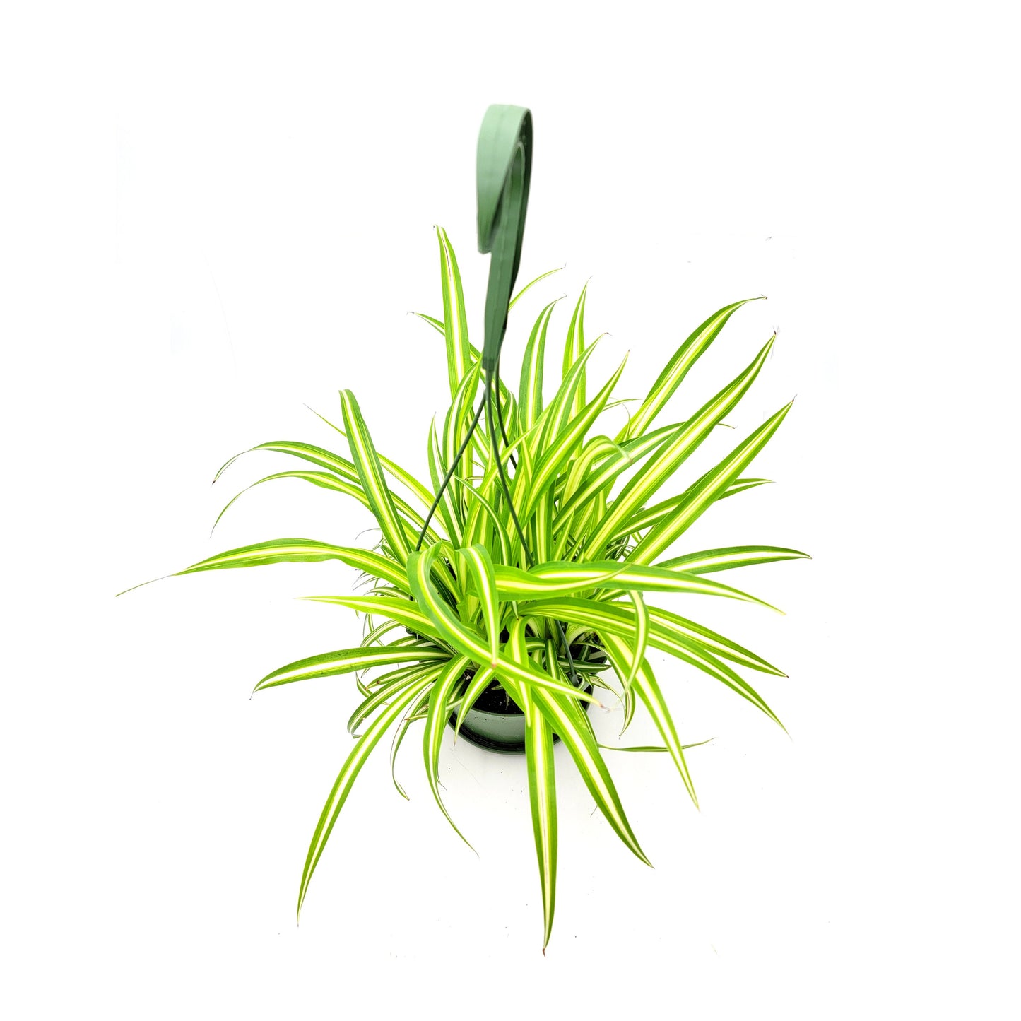Variegated Spider Plant, Chlorophytum comosum ‘Vittatum’, Airplane Plant, Air Cleaner, House Plants – 6” Hanging Basket