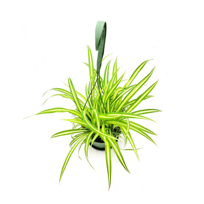 Variegated Spider Plant, Chlorophytum comosum ‘Vittatum’, Airplane Plant, Air Cleaner, House Plants – 6” Hanging Basket