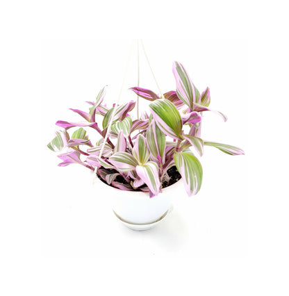 Fantasy Venice Wandering Jew/Tradescantia Nanouk/Tradescantia albiflora Nanouk – House Plants/Hanging Basket/Gift – 6" Hanging Basket