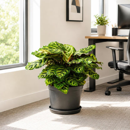 10” Calathea Peacock Plant in Nursery Pot – Large Tropical Indoor Prayer Plant for Home & Office Décor