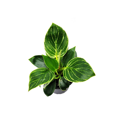 Philodendron Birkin – houseplant, foliage plant, home décor, office decor – 4" Pot