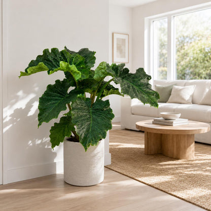 10” Alocasia Low Rider Elephant Ear Plant – Rare Tropical Indoor Plant with Ruffled Green Leaves