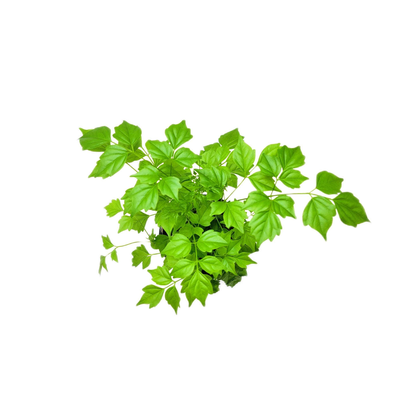 China Doll Plants, Radermachera sinica – Houseplants, Indoor Trees, Foliage Plants – 4” Pot FREE HEATPACK