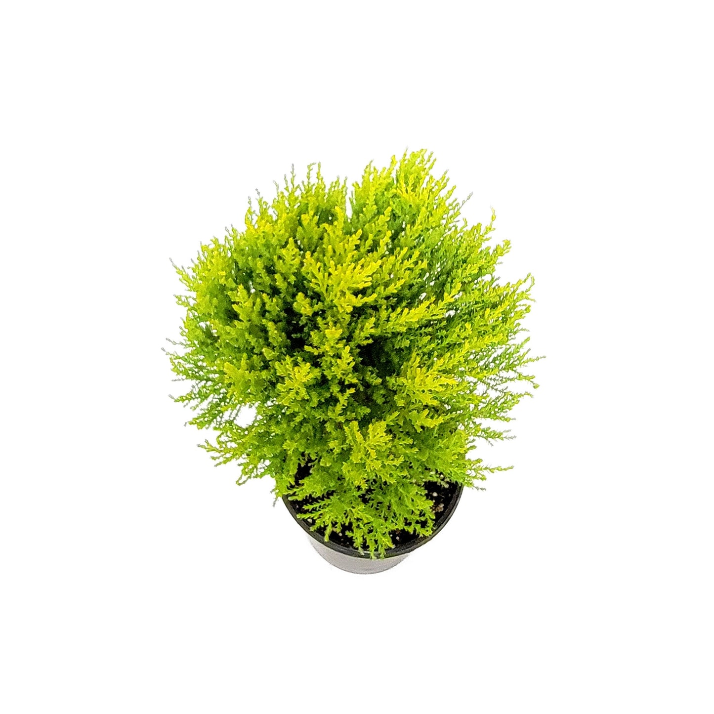 6"- Deep Pot of Topiary Lemon Cypress Tree, Cupressus macrocarpa, Goldcrest Cypress – Lemon Fragrance, Bonsai Plants, Gifts
