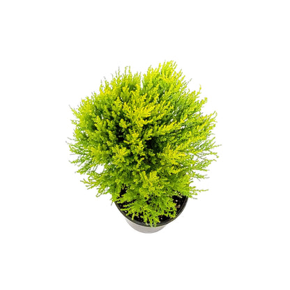 6"- Deep Pot of Topiary Lemon Cypress Tree, Cupressus macrocarpa, Goldcrest Cypress – Lemon Fragrance, Bonsai Plants, Gifts