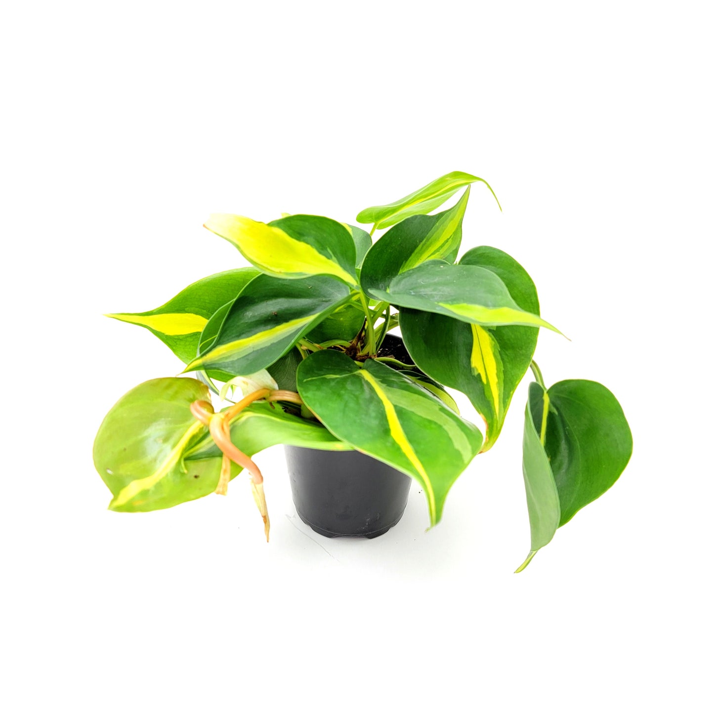 Philodendron Brasil – 4” Pot - Free Heatpack