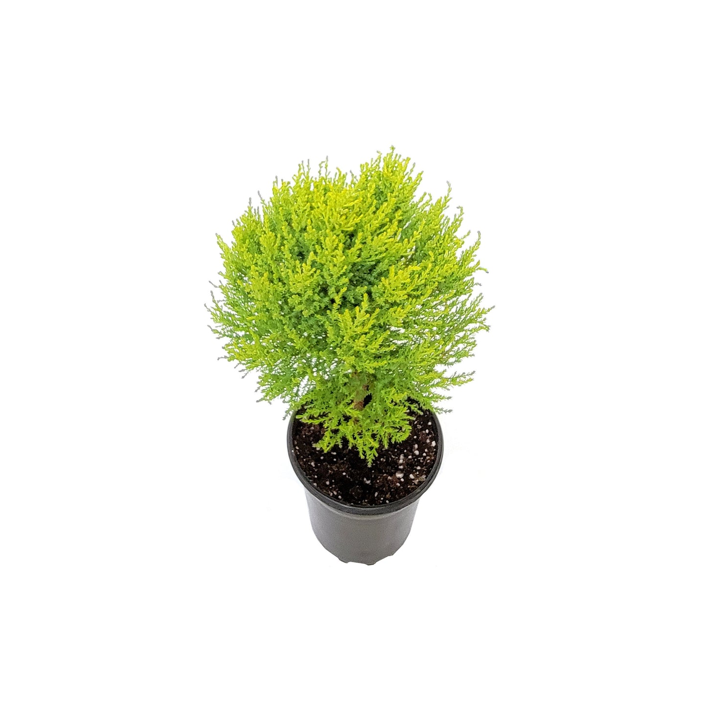 6"- Deep Pot of Topiary Lemon Cypress Tree, Cupressus macrocarpa, Goldcrest Cypress – Lemon Fragrance, Bonsai Plants, Gifts