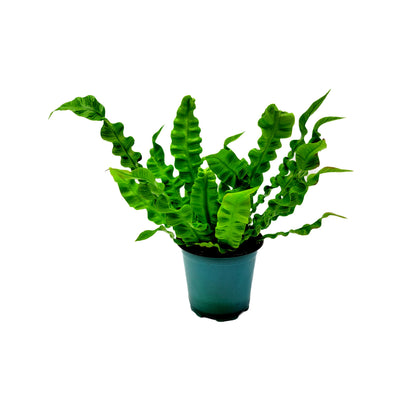 Crispy Wave Fern, Asplenium Nidus, Birds Nest Fern – Houseplants, Gift Plants, Bathroom Plants, Air Purifier – 4” Pot +Free Heatpack