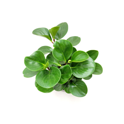 Peperomia Green, Peperomia obtusifolia, Baby Rubberplant, Pepper Face - House Plants, Tropical Plants, Foliage plants - 6" Pot