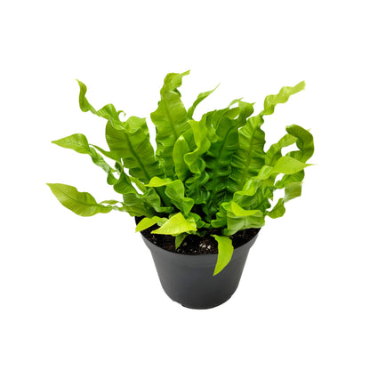 Crispy Wave Fern, Asplenium Nidus, Birds Nest Fern – Houseplants, Gift Plants, Bathroom Plants, Terrarium Plants, Air Purifier – 6” Pot