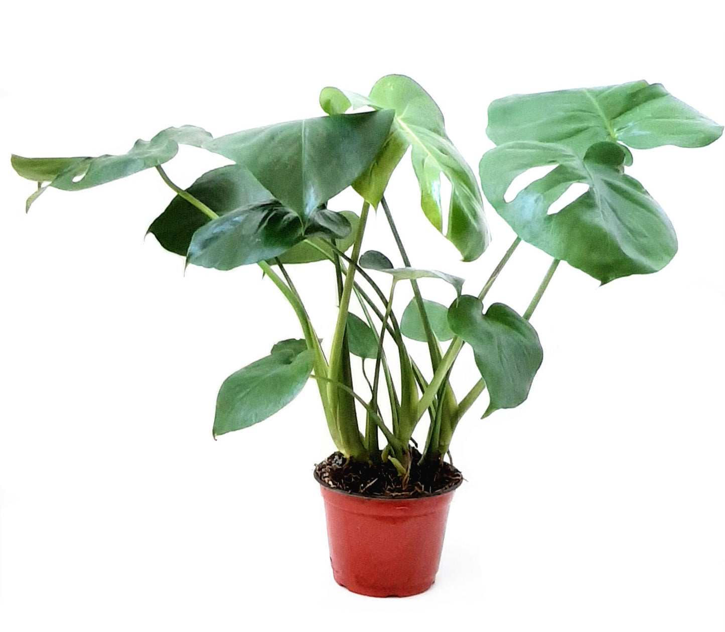 6" Monstera, Split-leaf philodendron, Monstera Deliciosa - House Plants, Tropical Plants, Foliage plants, Home Déco
