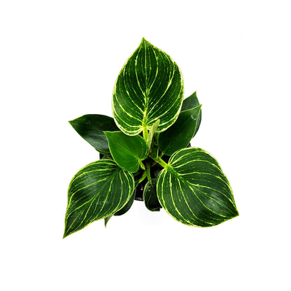 Philodendron Birkin – houseplant, foliage plant, home décor, office decor – 4" Pot
