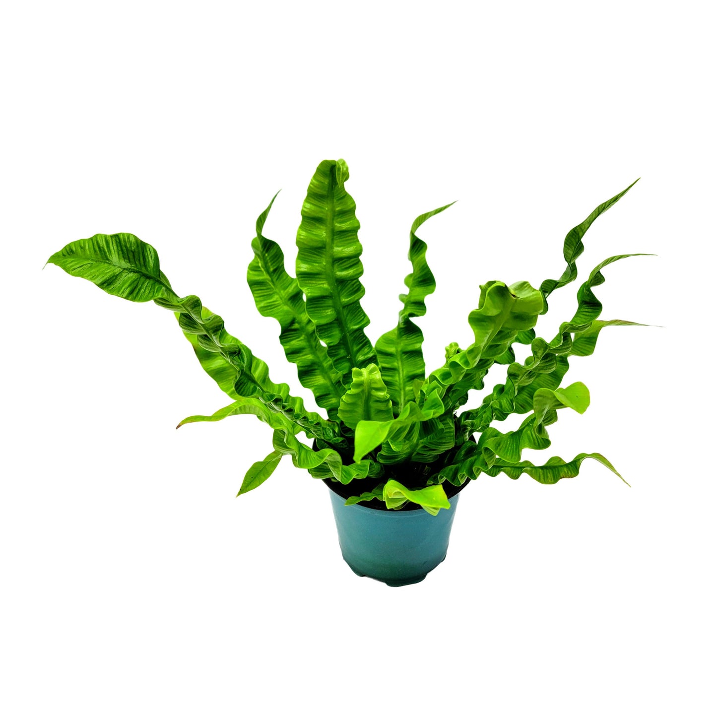 Crispy Wave Fern, Asplenium Nidus, Birds Nest Fern – Houseplants, Gift Plants, Bathroom Plants, Air Purifier – 4” Pot +Free Heatpack