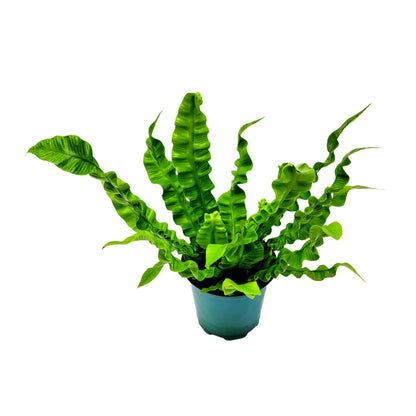 Crispy Wave Fern, Asplenium Nidus, Birds Nest Fern – Houseplants, Gift Plants, Bathroom Plants, Air Purifier – 4” Pot +Free Heatpack