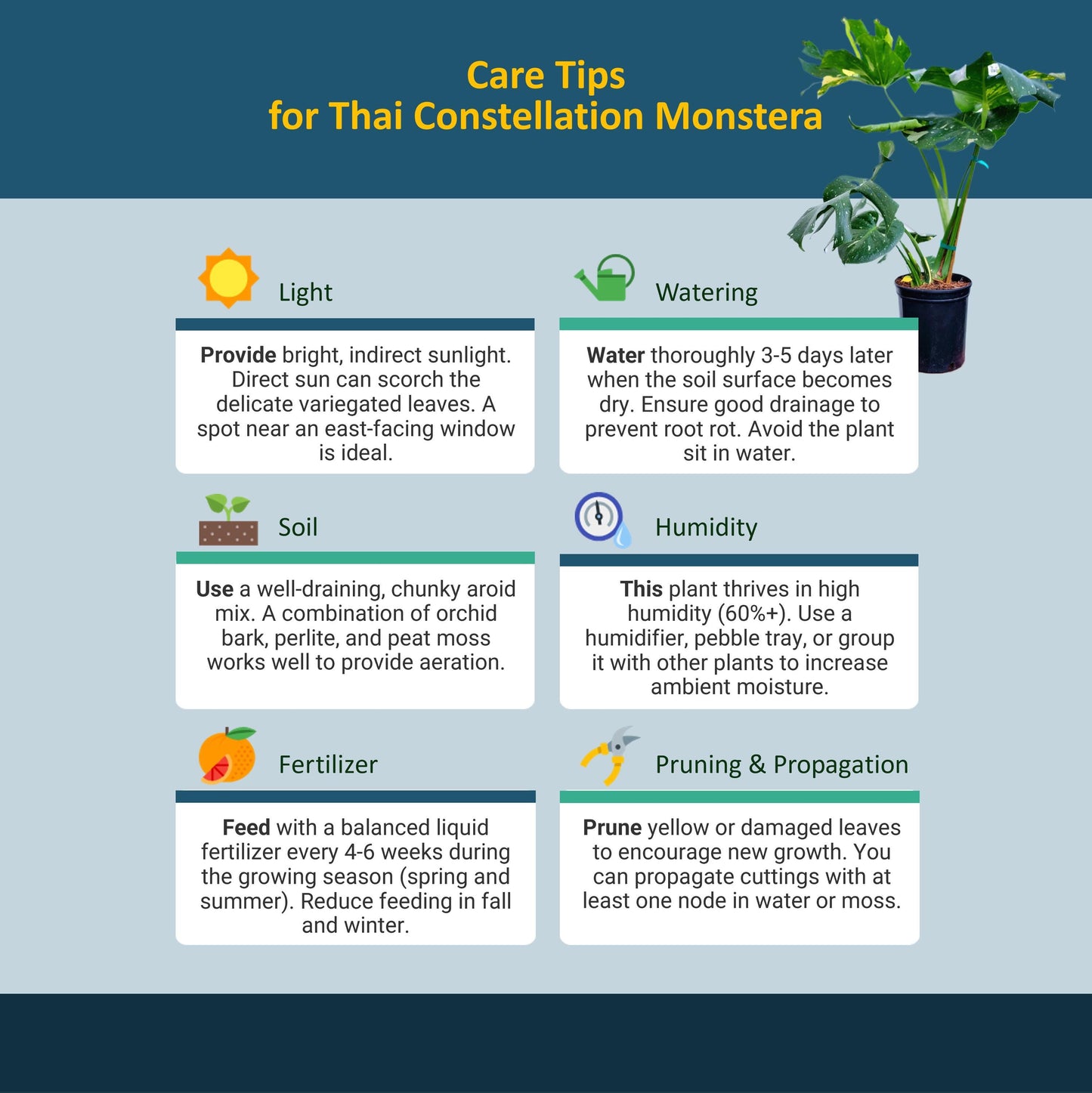 Premium Thai Constellation Monstera - Large Statement Houseplant in 6-Inch Pot, Rare Indoor Plant Beauty