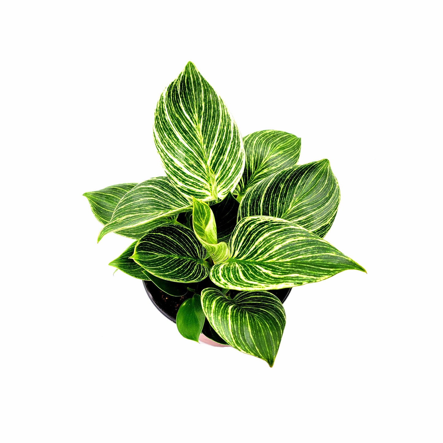 Philodendron Birkin – houseplant, foliage plant, home décor, office décor – 6" Pot