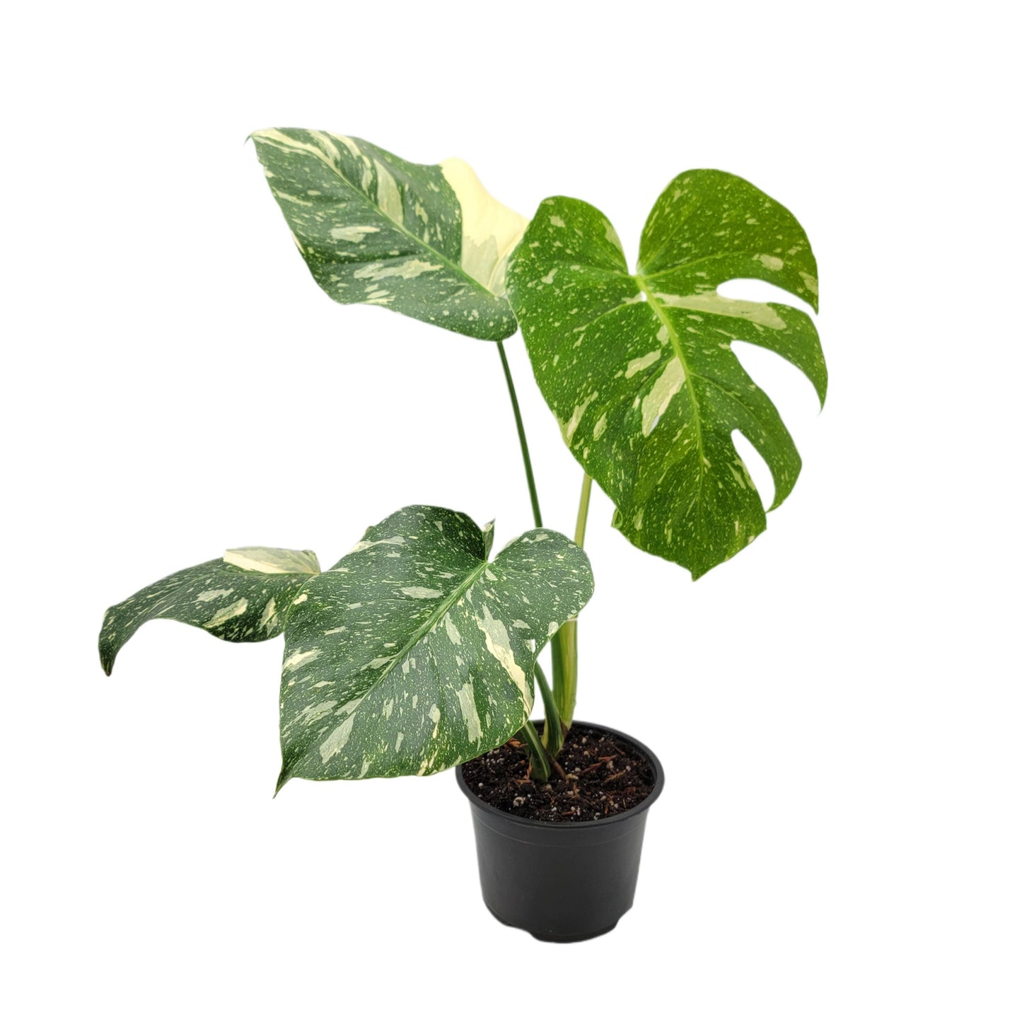 Premium Thai Constellation Monstera - Large Statement Houseplant in 6-Inch Pot, Rare Indoor Plant Beauty