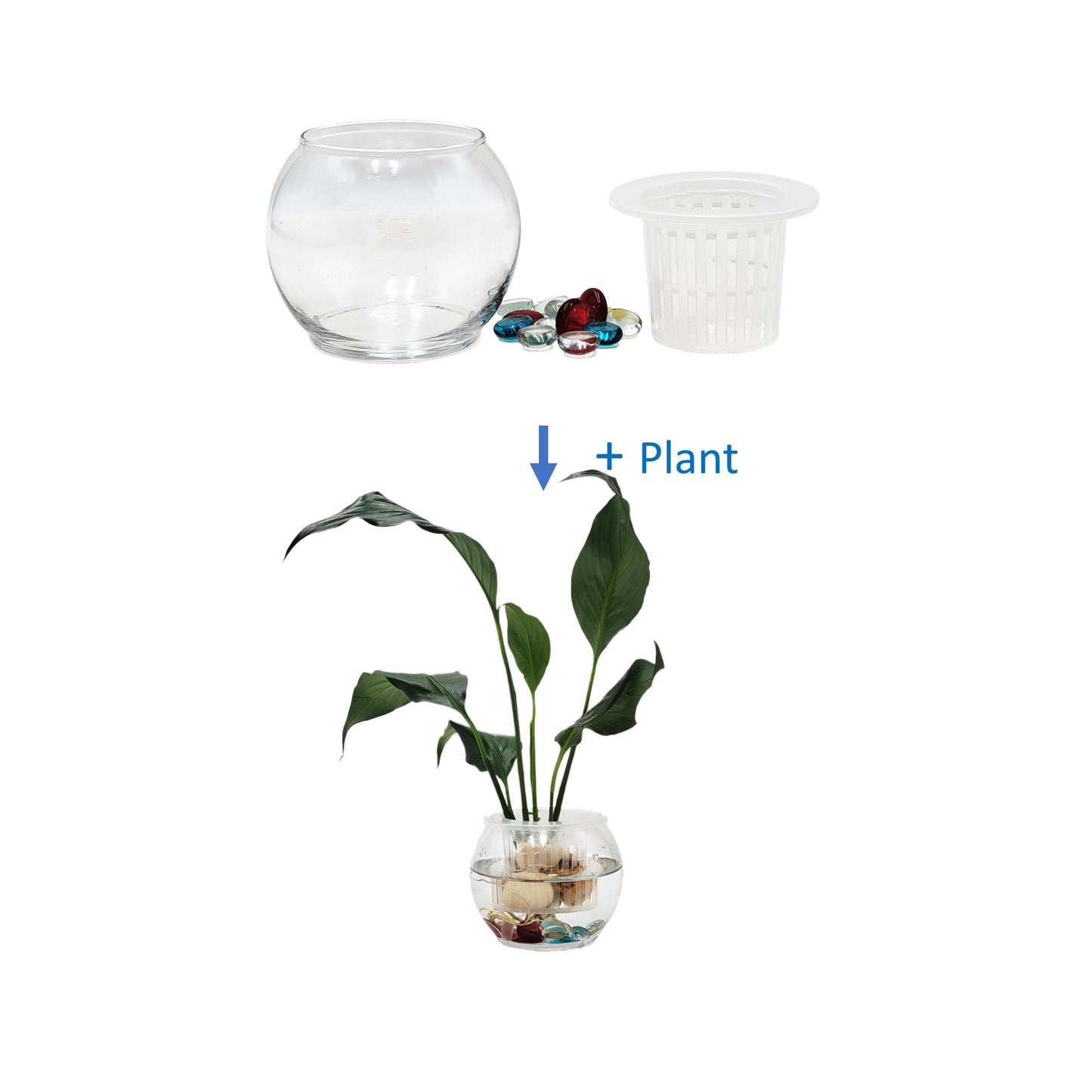 Modern Hydroponic Peace Lily in Glass Bowl with Supporting Net Cup - Air Purifying Indoor Plants, Low Light Houseplants, Free Heat Pack
