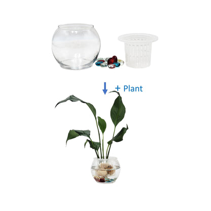 Modern Hydroponic Peace Lily in Glass Bowl with Supporting Net Cup - Air Purifying Indoor Plants, Low Light Houseplants, Free Heat Pack