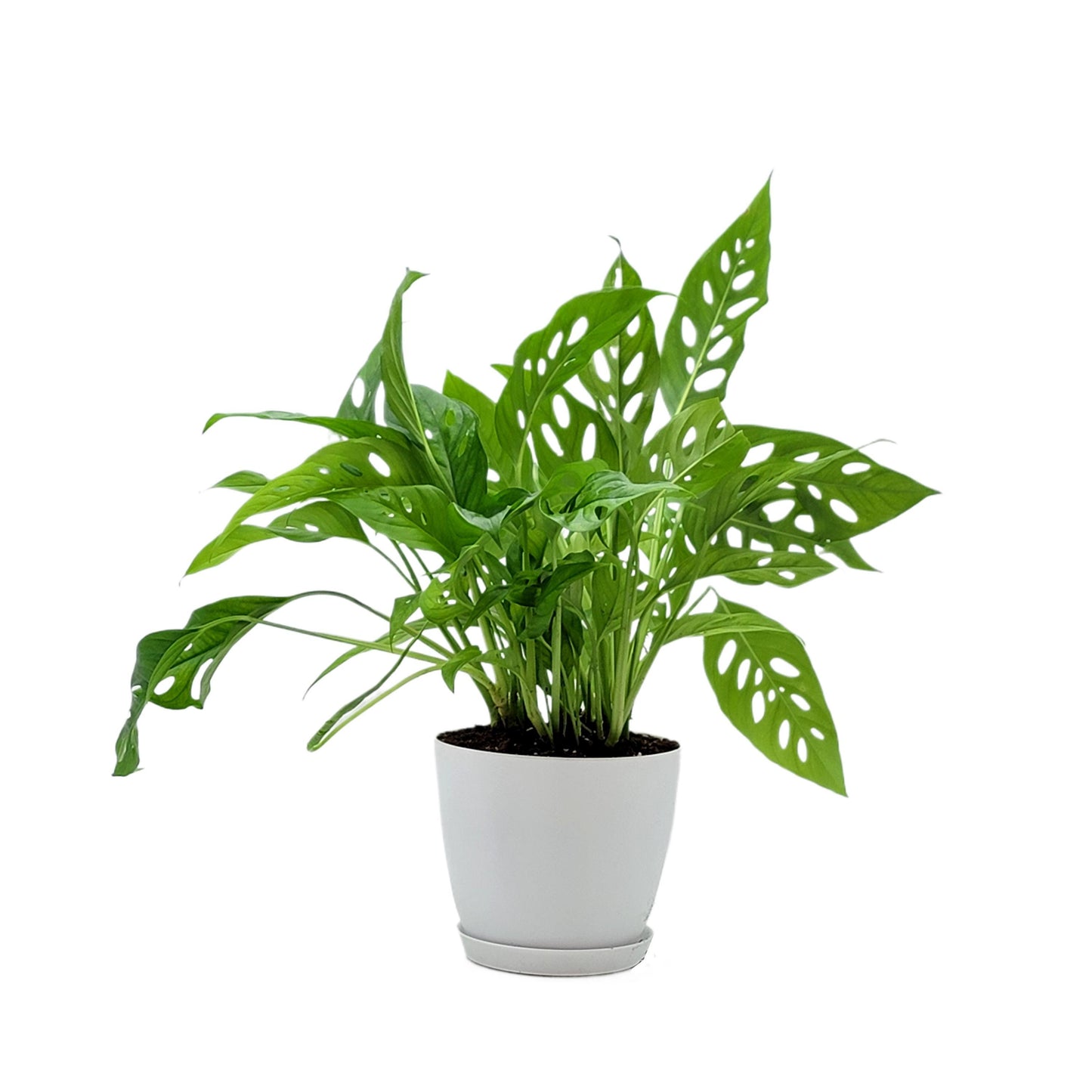 Rare Tropical Charm: Monstera Adansonii 'Swiss Cheese," Easy Care & Iconic Foliage Indoor Houseplant, Air Purifying Plant, 6-inch Decor Pot