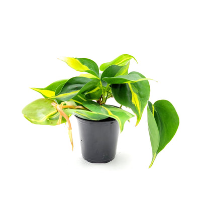 Philodendron Brasil – 4” Pot - Free Heatpack