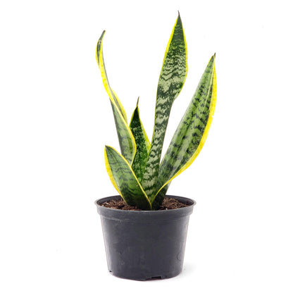 Sansevieria Laurentii Golden Edge Snake Plant in 6-Inch Nursery Pot – Easy Low Light Indoor Plant