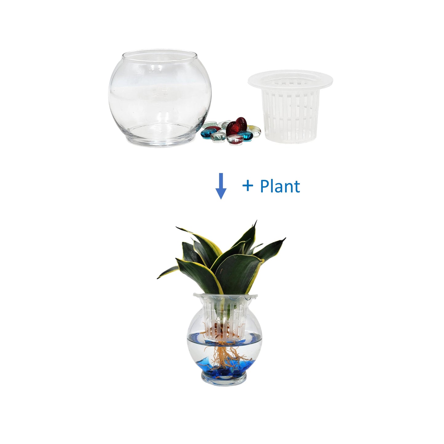 Modern Hydroponic Snake Plant (Sansevieria) in Glass Bowl, Live Air-Purifying Indoor Plant, Houseplant, Free Heat Pack