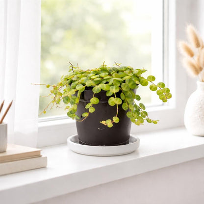 4 inch String of Turtles Plant (Peperomia prostrata) – Trailing Indoor Houseplant | Easy Care