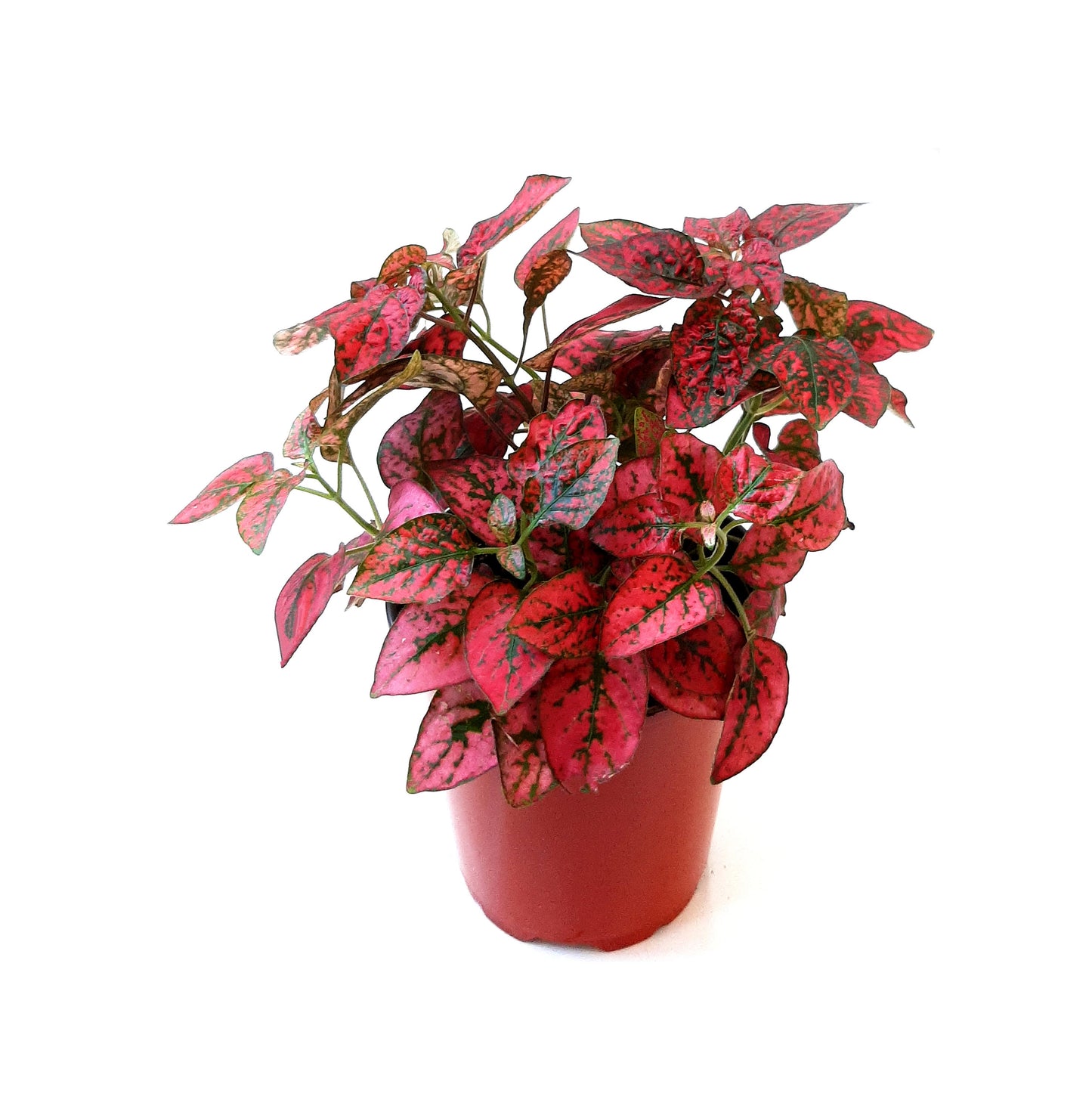 3.5”-Pot of Red Polka Dot Plants, Hypoestes phyllostachya, Freckle Face Plants – Houseplants, Foliage Plants, Indoor Plants, Home Décor