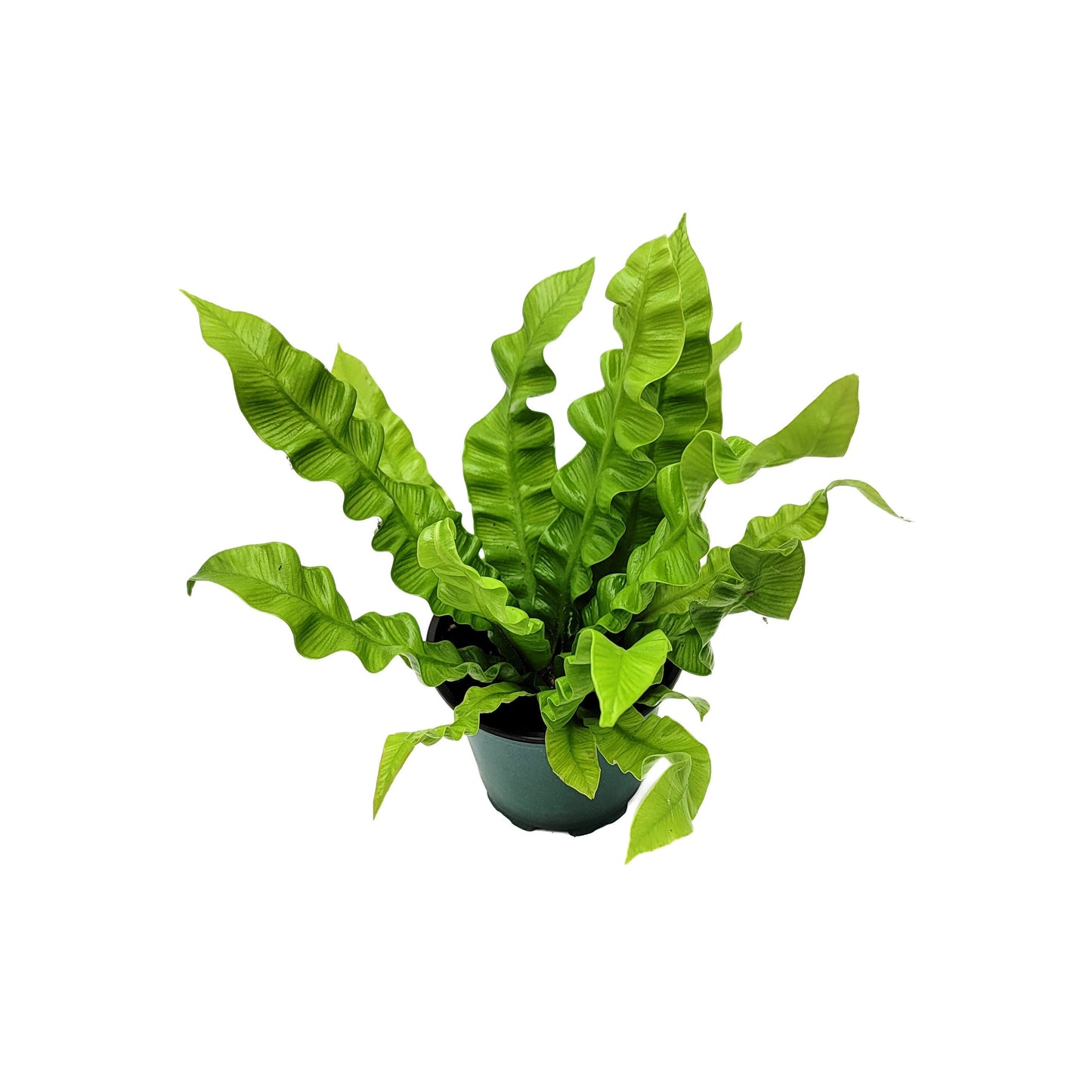 Crispy Wave Fern, Asplenium Nidus, Birds Nest Fern – Houseplants, Gift Plants, Bathroom Plants, Air Purifier – 4” Pot +Free Heatpack