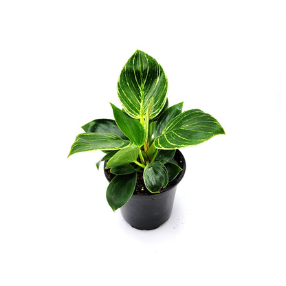 Philodendron Birkin – houseplant, foliage plant, home décor, office decor – 4" Pot