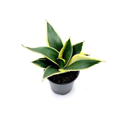 Snake Plant ‘Star Power’ Yellow, Dracaena trifasciata, Sansevieria trifasciata, Air Purifier, Low-Light - 4” Pot - Free Heatpack