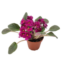 Load image into Gallery viewer, 4” African Violet with Burgundy Red Flowers (Burgundy on the red side, NOT red), Saintpaulia ionantha – Houseplants, Flowering Plants
