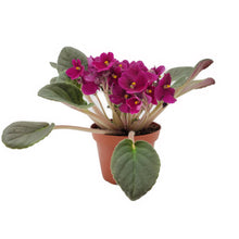 Load image into Gallery viewer, 4” African Violet with Burgundy Red Flowers (Burgundy on the red side, NOT red), Saintpaulia ionantha – Houseplants, Flowering Plants
