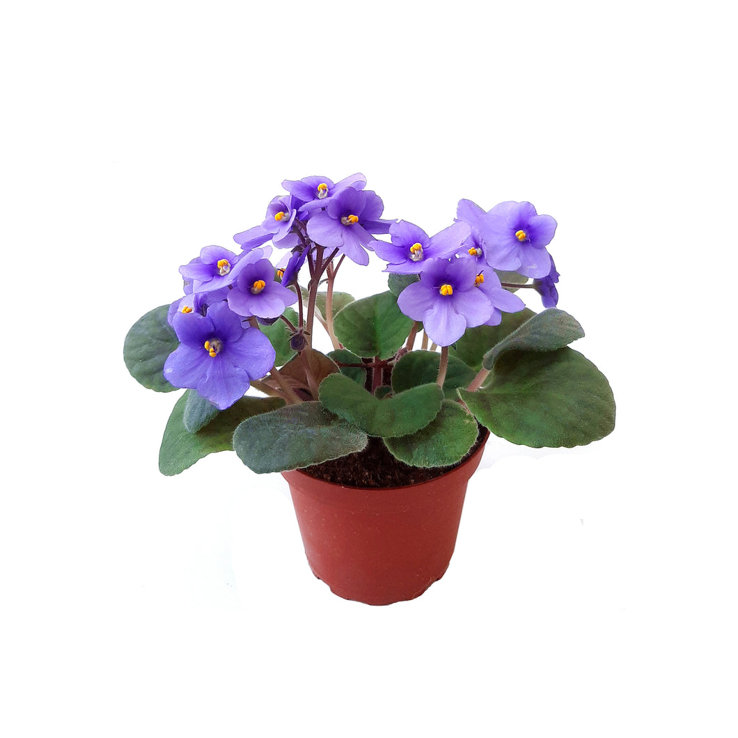4” African Violet with Light Blue Flowers, Saintpaulia ionantha – Houseplants, Flowering Plants, Perennials