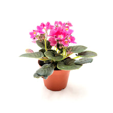 Load image into Gallery viewer, African Violet with Flowers of Pink Petals and White Centers, Saintpaulia ionantha - 4&quot; Pot
